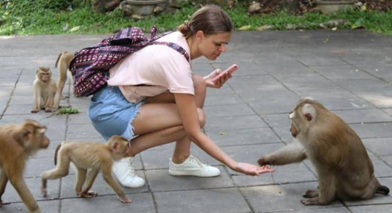 monkey tour phuket