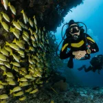 A woman and a man diving along with a school of small, yellow fish in Koh Tao
