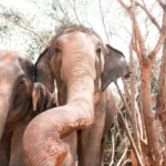 best ethical elephant sanctuaries in chiang mai