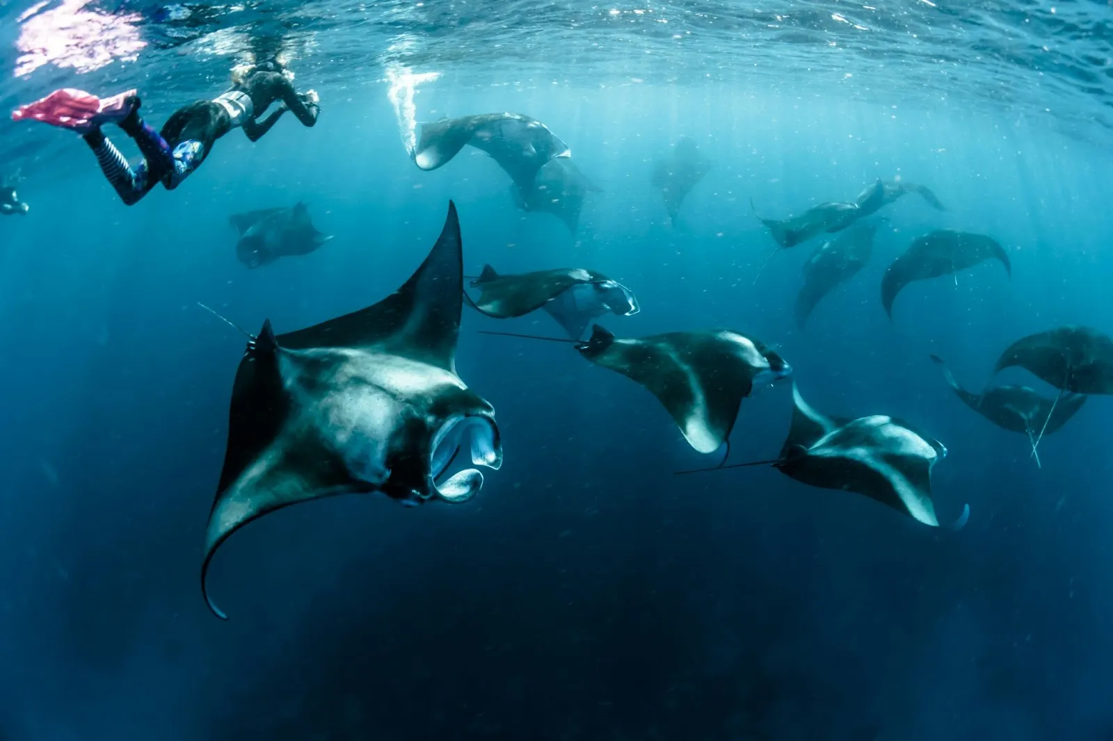 The group of manta rays swimming freely at Hin Muang in Koh Lanta