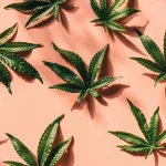 Several pieces of cannabis leaves laid flat on a pink surface