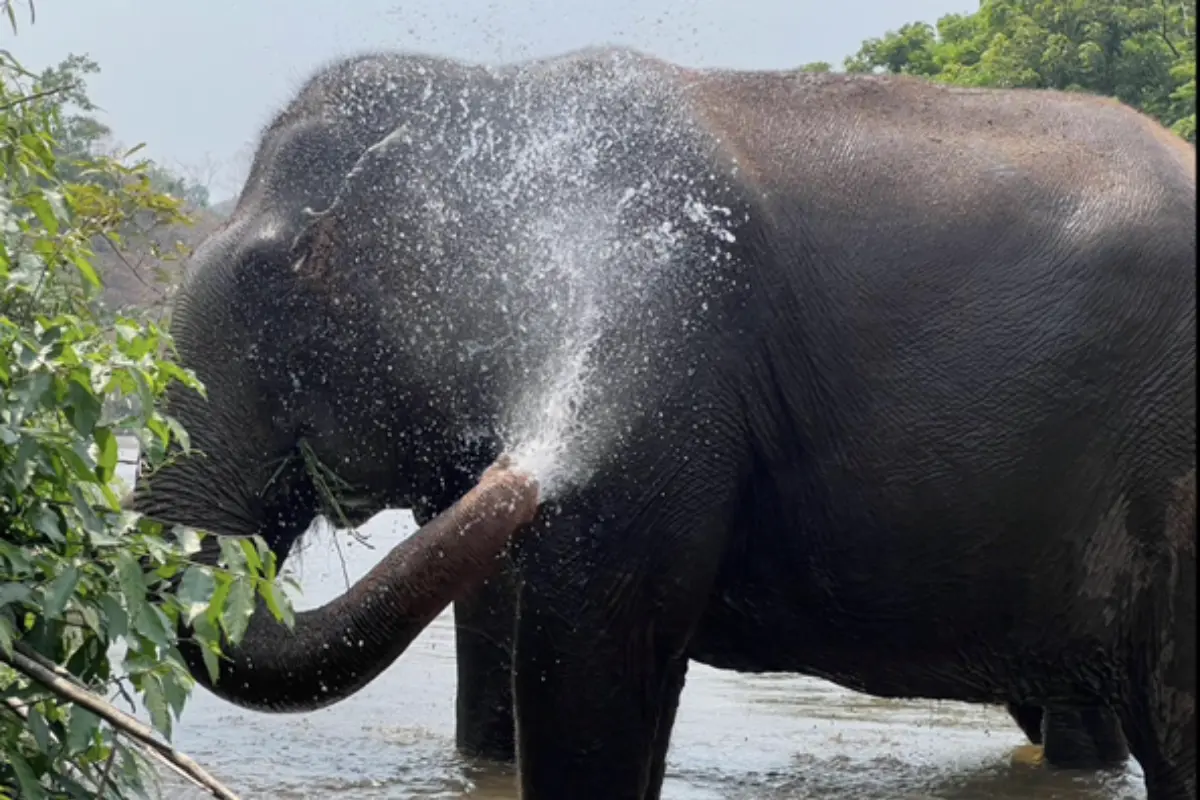 An elephant is bathing himself to cool down at Burm and Emily's Elephant Sanctuary in Chiang Mai