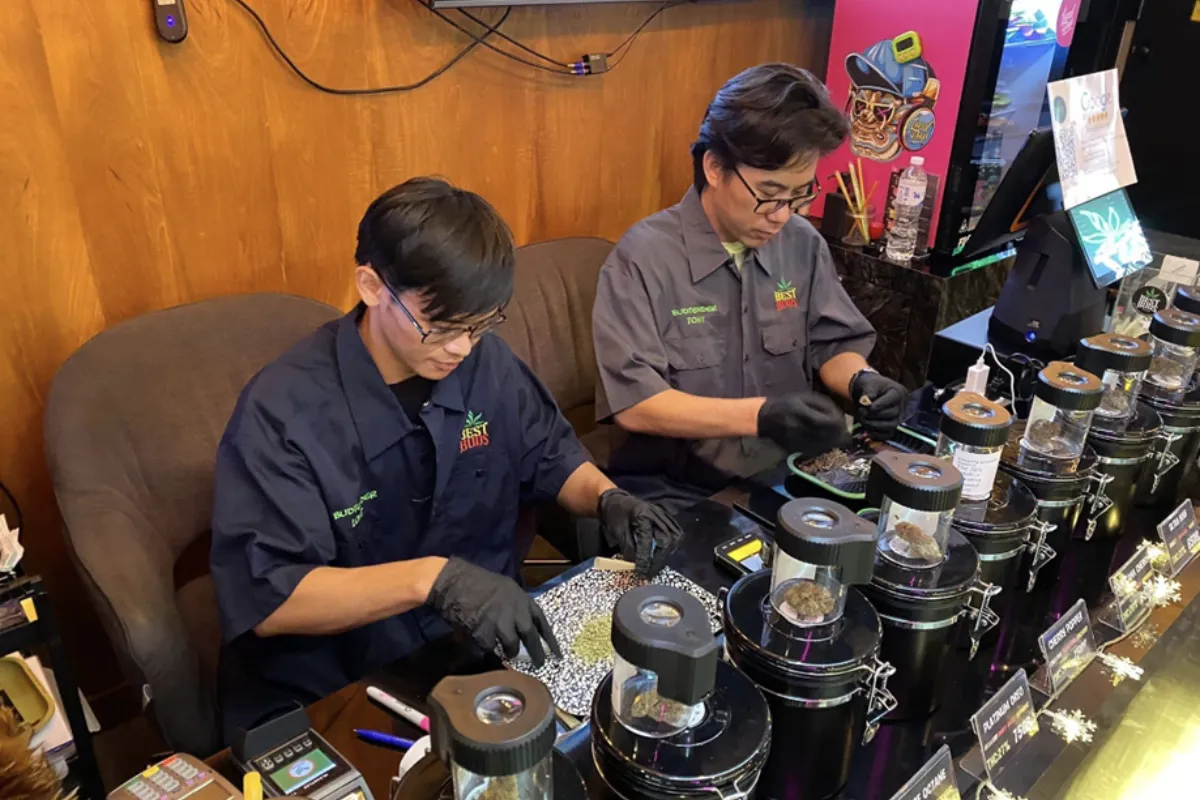 Two men wearing black gloves are sorting out different weed varieties on the table 