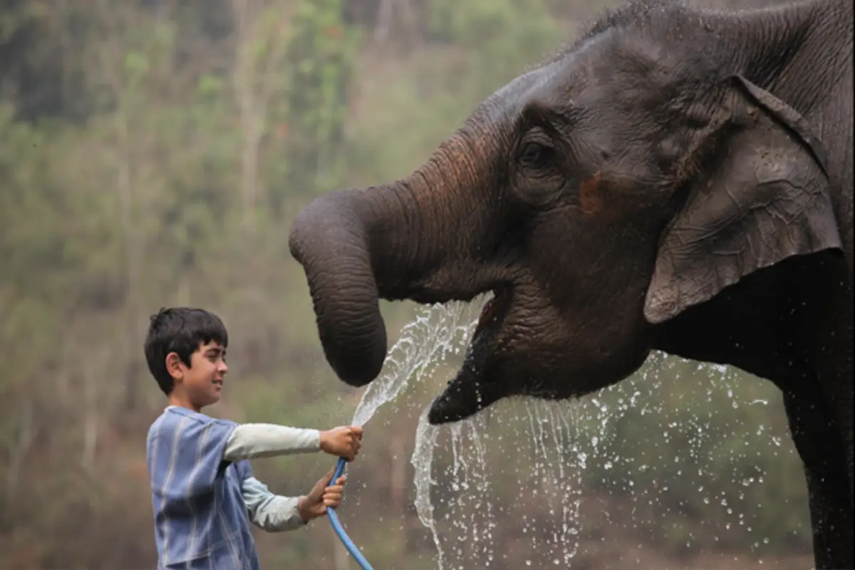 A young boy is feeding the elephant with water at Patara Elephant Farm in Chiang Mai