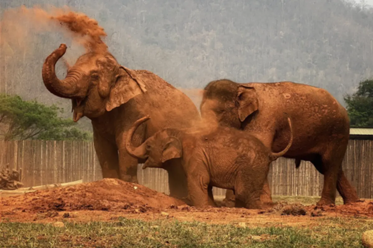 Three young elephants playing in the dust at Elephant Nature Park in Chiang Mai