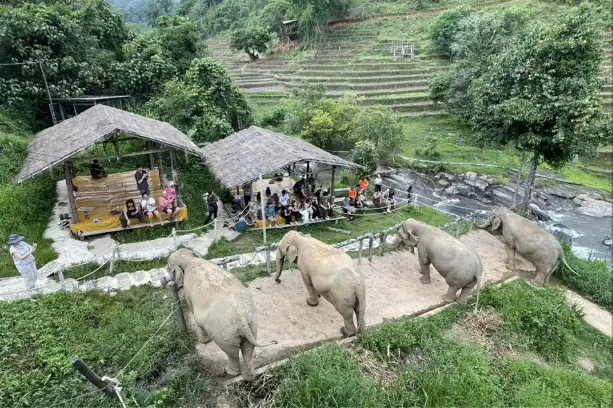 Four elephants line up as they eat their treats, and the tourist enjoy their presence from a shed across