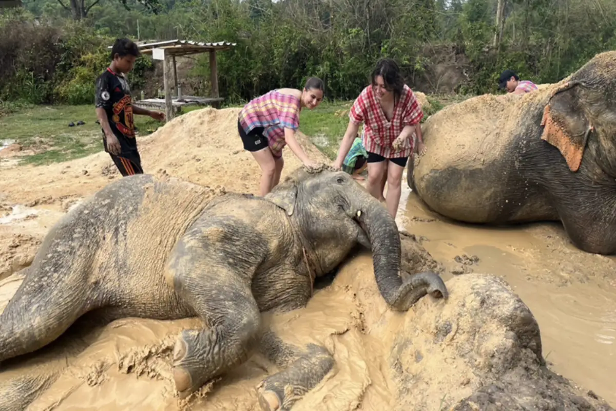 Two female tourists are helping an elephant during his mud bath at the Elephant Retirement Park in Chiang Mai