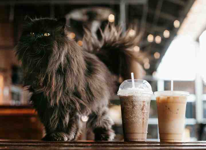 A black cat standing beside two glasses of iced coffee drinks