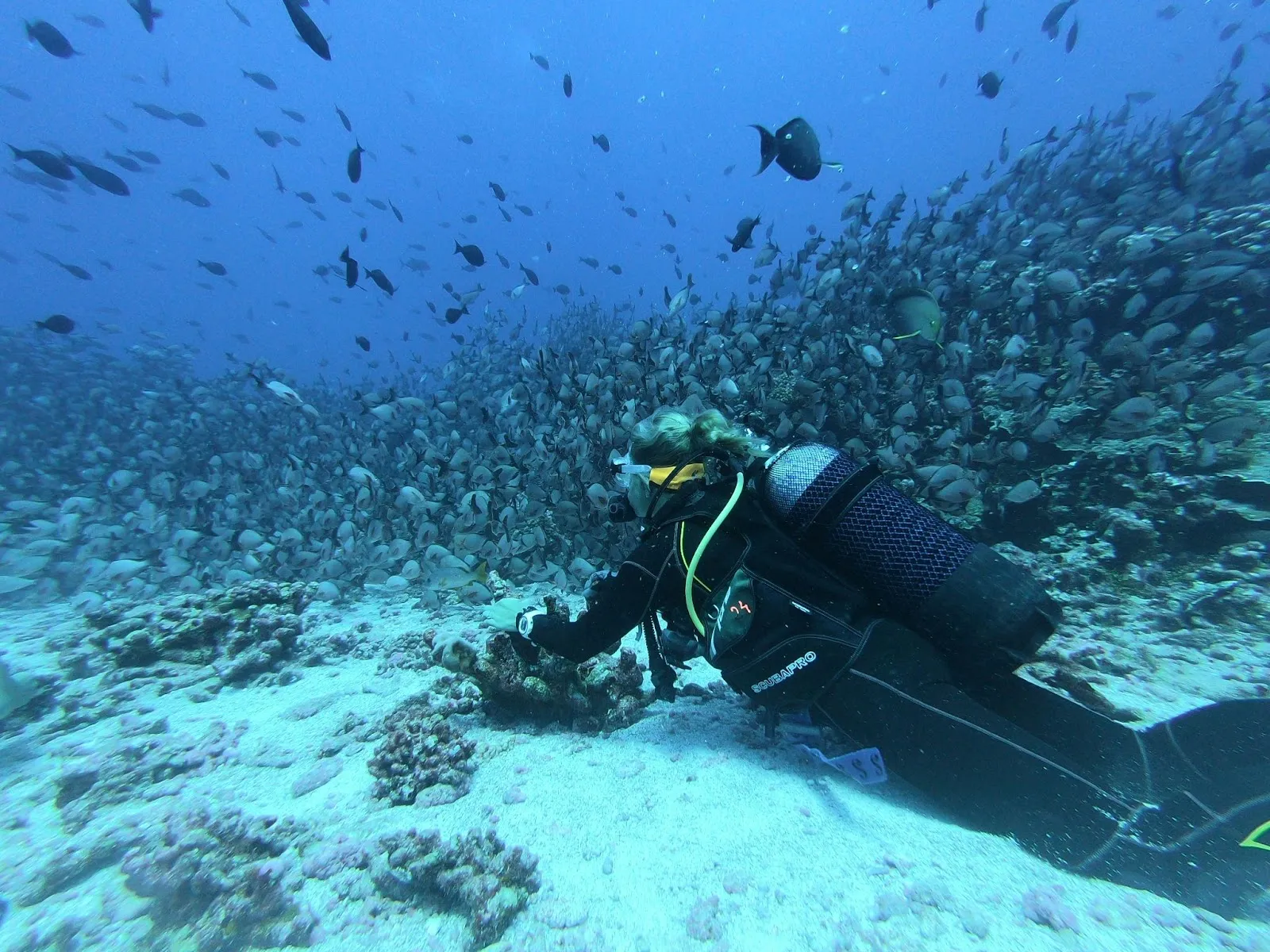 A woman scuba diving with a school of fish in Koh Tao