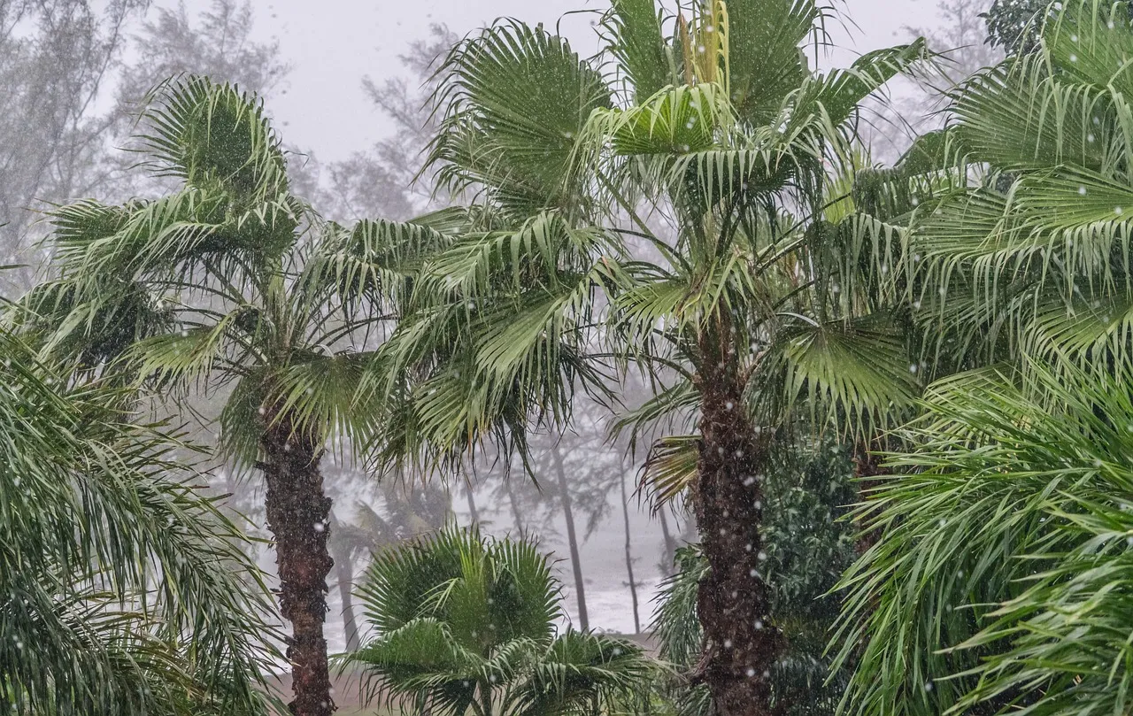 Heavy rain is pouring over the trees in Koh Tao