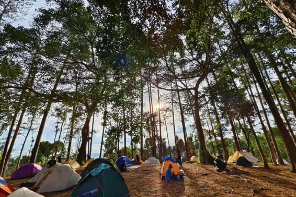 Colorful tents set up across the Doi Khun Tan National Park in Chiang Mai